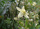 For more information on Clematis petriei, and a larger view 30K